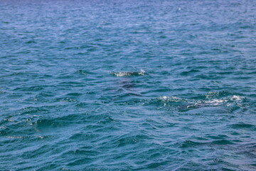Fototapeta premium animales en el mar