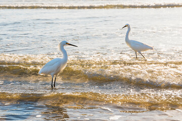 Great egret (ardea alba) on the beach standing in water at sunset