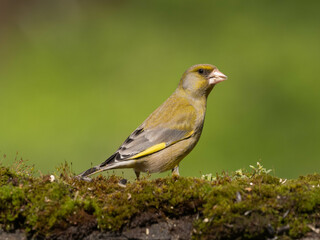 Greenfinch in the grass