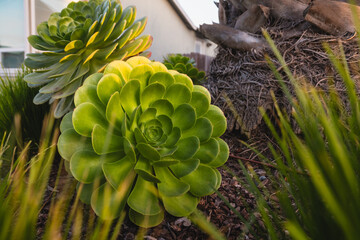 Tree Aeonium, or Aeonium arboreum, or Irish rose, a cone-shaped clusters of green-yellow...