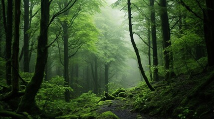 Fototapeta premium Lush Green Forest Wrapped in Ethereal Mist