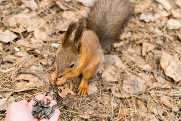 A man feeds a red squirrel with seeds from his hand.