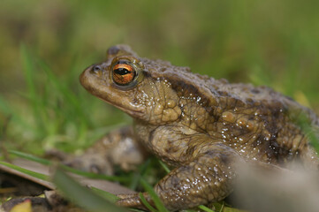 Closeup on a male Common Europeean toad , Bufo bufo sitting in the grass