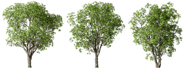 Environmental growth trees forested set transparent backgrounds 3d render png - obrazy, fototapety, plakaty
