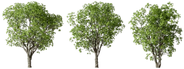 Foto op Canvas Environmental growth trees forested set transparent backgrounds 3d render png © Krit