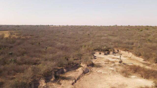 Natural landscape of the jungle of Santiago del Estero, Argentina.