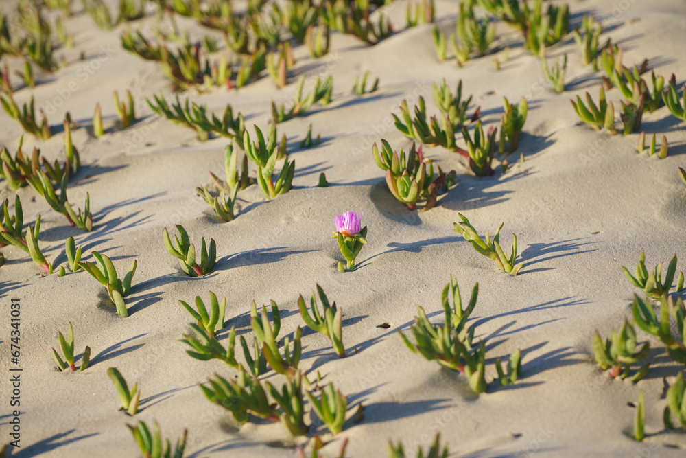 Wall mural Dunes on the beach, and ice plant succulents - the iconic piece  of California coastal landscape