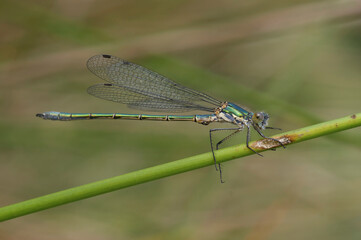 Closeup on a male Emerald Spreadwing, Lestes dryas, damselfly, against a green background