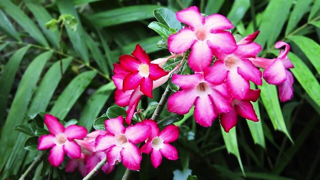 Adenium obesum flower with other names like Desert rose, Mock Azalea, Pink bignonia or Impala lily. It has pink flower with 5 petals, cone shape at base with water drops, palm leaves background.