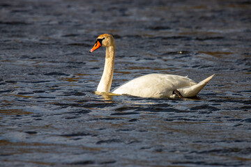 weißer Schwan