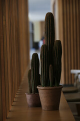 Cactus decorativo sobre maceta, pasillo de oficina, estilo de vida. - obrazy, fototapety, plakaty