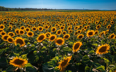 Balatonfuzfo, Hungary - Sunflower field in warm sunlight at summertime with clear blue sky near...