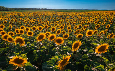 Balatonfuzfo, Hungary - Sunflower field in warm sunlight at summertime with clear blue sky near Lake Balaton. Agricultural background