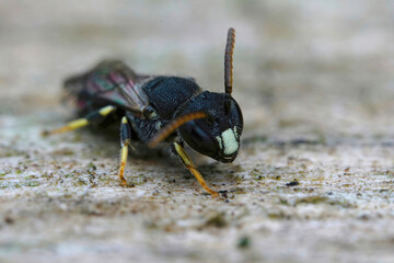 Closeup on a male of the rare and endangered punctate spatulate-masked bee, Hylaeus punctatus , found in Belgium