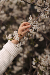 The girl's hands reach out to the cherry blossoms. The face is not visible.