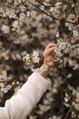 The girl's hands reach out to the cherry blossoms. The face is not visible.