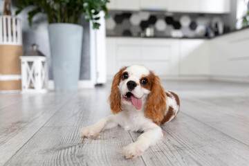 Happy puppy of cavalier spaniel - 674360025