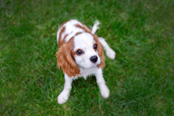 Small cute puppy - 674360038