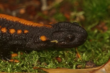 Closeup on a colorful but endangered adult Tiannan Crocodile Newt, Tylototriton yangi sitting on the ground