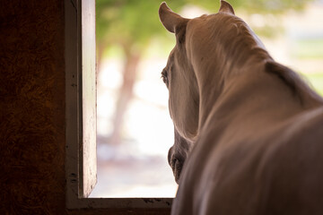 horse in the stable looking out