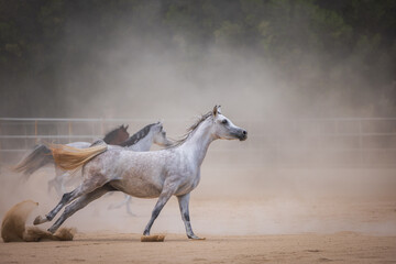 horses running with dust