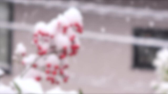 ぼかし背景素材: 降り積もる雪と南天の赤い実 4K 雪景色 Heavenly Bamboo