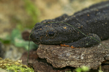 Closeup on the black endangered , Asian Wenxian Knobby Newt, Tylototriton wenxianensis , sitting on the ground