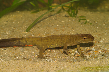 Closeup on a territorial Chinese warty newt , Paramesotriton chinensis , underwater