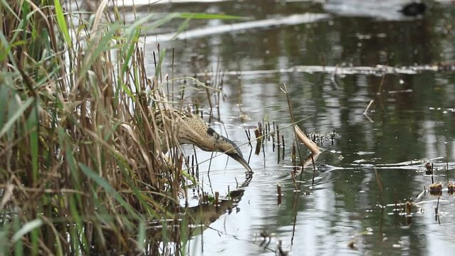 A rare hunting Bittern, Botaurus stellaris, searching for food in a reedbed at the edge of a lake.