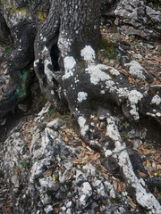 Raiz de arbol con moho en superficie