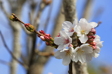 咲き始めた美しい桜