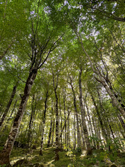 Thick edge of the forest, view from below upwards on the trees.
