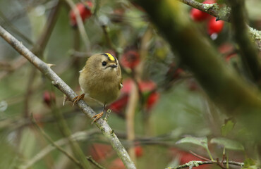A tiny Goldcrest, Regulus regulus, hunting for insects to eat in a dog rose bush.
