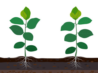 Artocarpus heterophyllus on a white background.