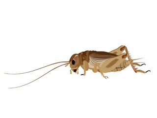 Brachytrupes portentosus on a white background.