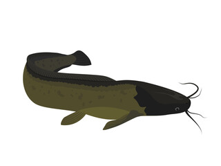 catfish on a white background.
