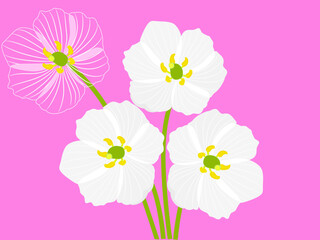 Diphylleia grayi on a pink background