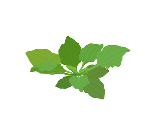 Plantago major on a white background.