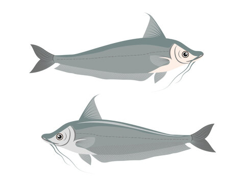 soft fish on a white background.