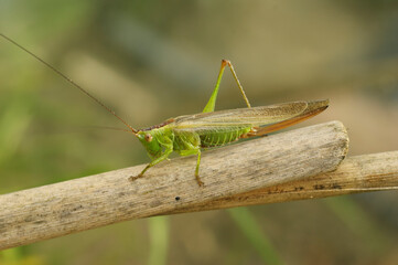 Closeup on the long winged cone-head grasshopper, Conocephalus fuscus sitting on a twig