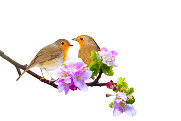 Spring and birds. Isolated birds and branch. European Robin. (Erithacus rubecula)