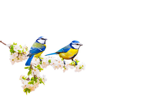 Spring nature and cute birds. Isolated image. White background. 