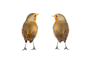 Isolated bird. Cute bird robin. White background. European Robin. Erithacus rubecula.