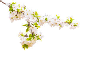 Blooming tree branches. Isolated image. White background.