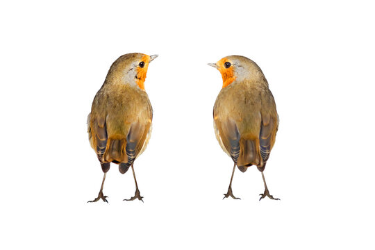 Isolated bird. Cute bird robin. White background. European Robin. Erithacus rubecula.