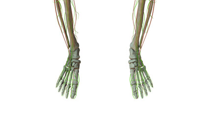 Anatomy of the Human Lymphatic System