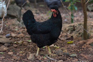 Gallo negro, ave de corral, vida en el campo, 