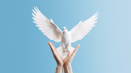 Obraz premium The concept of the dove of peace. Symbol of freedom and international day of peace.
