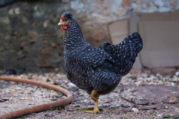 Gallina negra, ave de corral, vida en el campo, rural