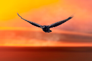 Flying crow. Yellow nature backgrund. 